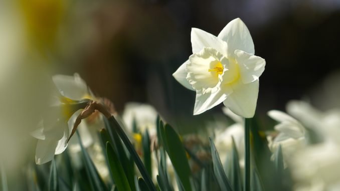 Narcissus